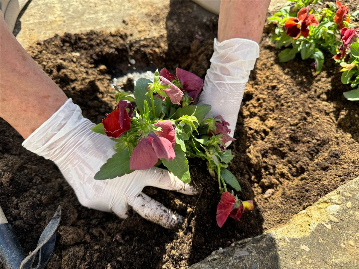 Licensed stock photograph of hands planting flowers in a prepared bed