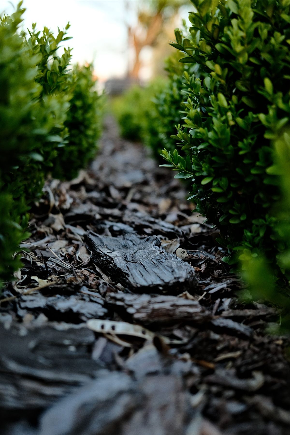 Licensed stock closeup of brown bark mulch between shrubs