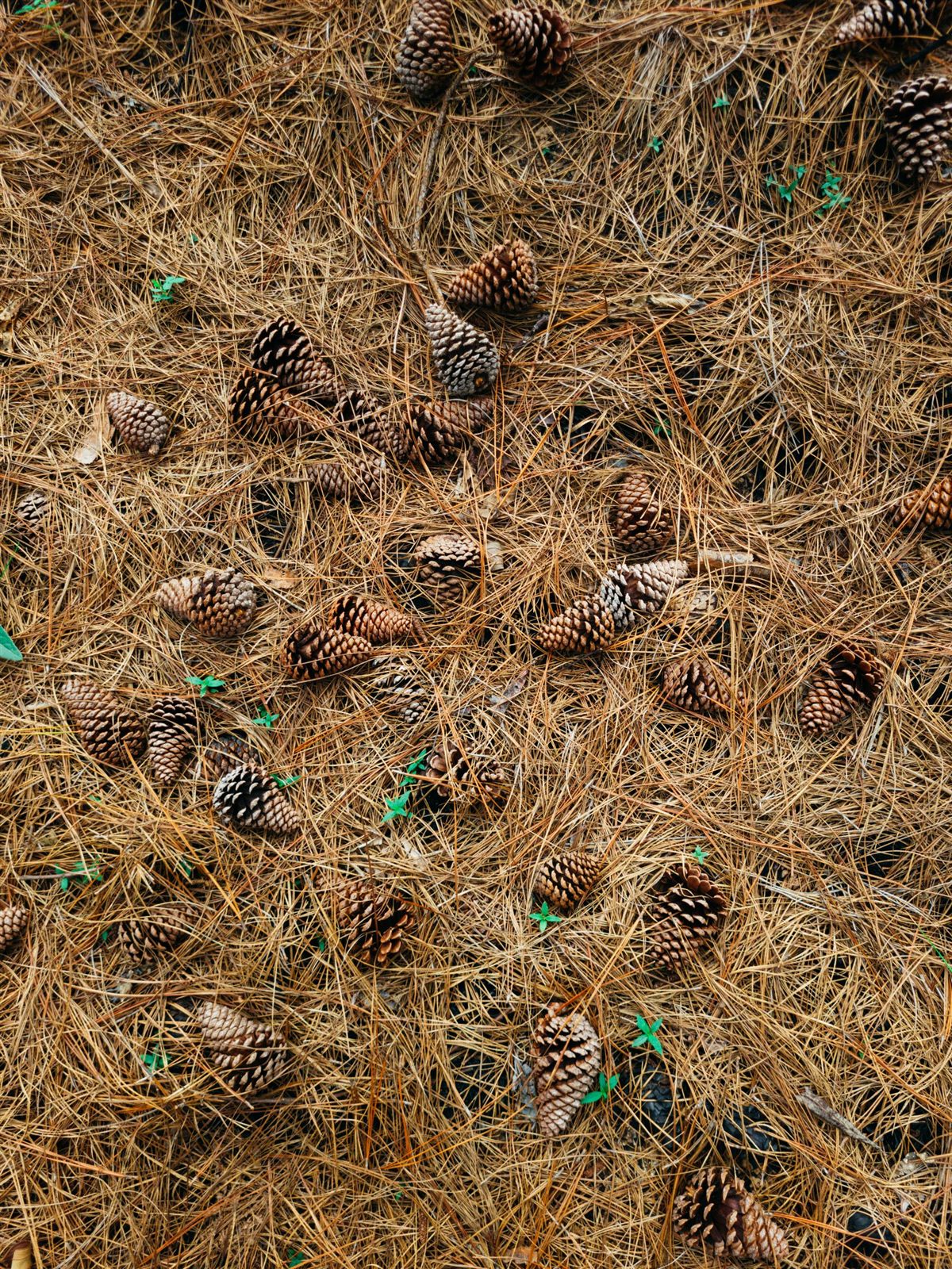 Licensed stock closeup of pine straw and pine cones