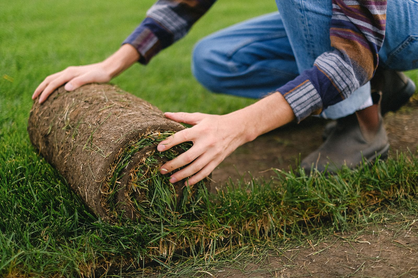 Licensed stock photograph of a worker rolling sod across prepared soil