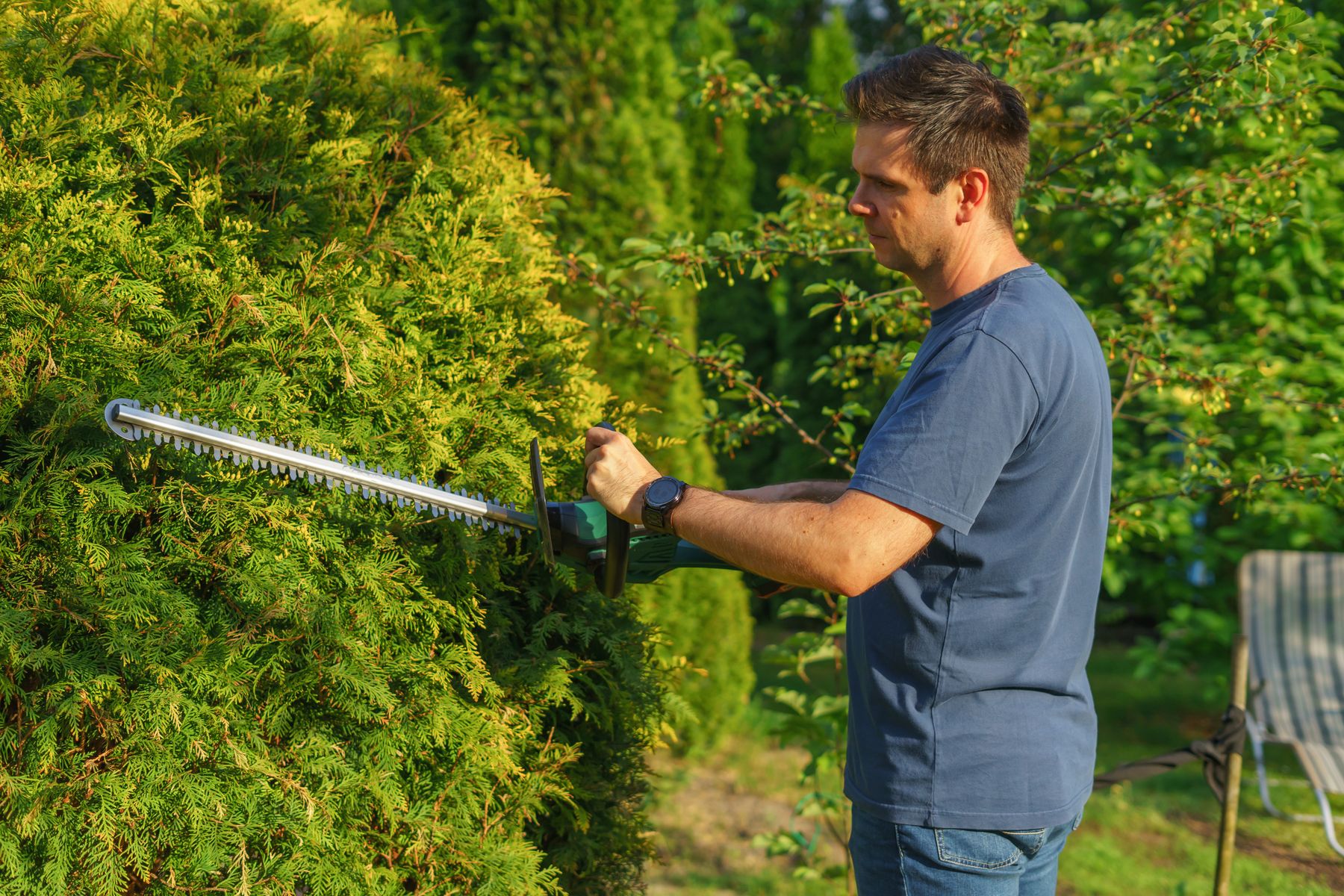 Licensed stock photograph of a person trimming a tall hedge